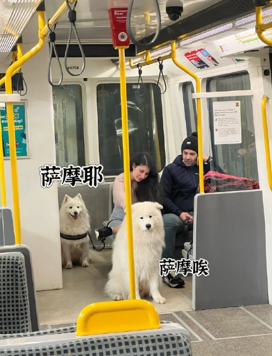 《遇到一只萨摩耶和一只萨摩唉》 ​​​