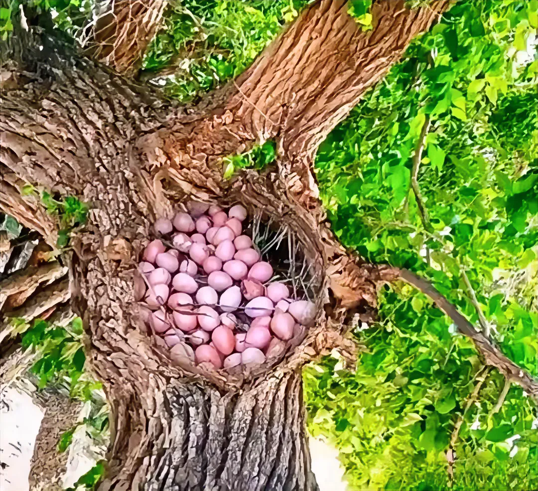 这只母鸡心机不是一般高，广东广州一名妇女在家里养了一只母鸡，可是养了两年了，从来