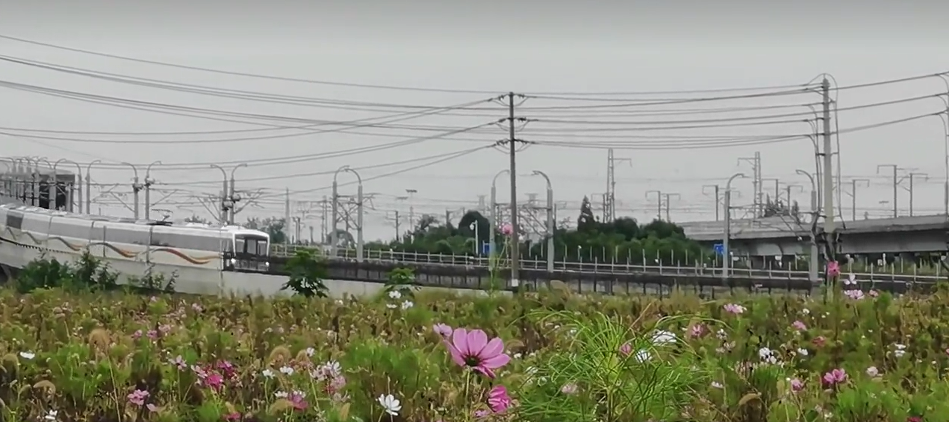 网友吐槽：成都这条地铁线路舍近求远，你怎么看？
该网友表示：“双流东升到天府五街
