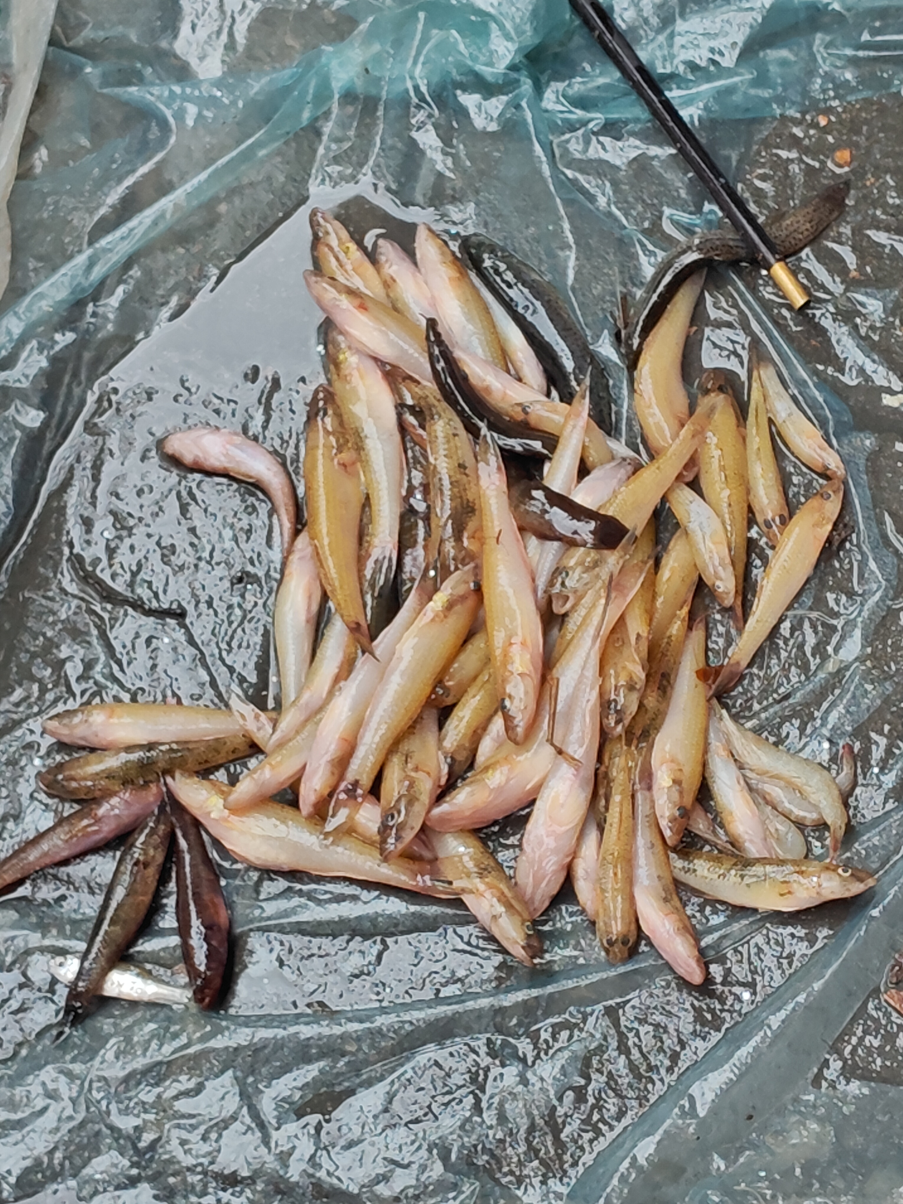 珠江里的小塘鳢（老师们说是黑体塘鳢），这就是珠三角地区俗名“笋壳鱼”对应的鱼类，
