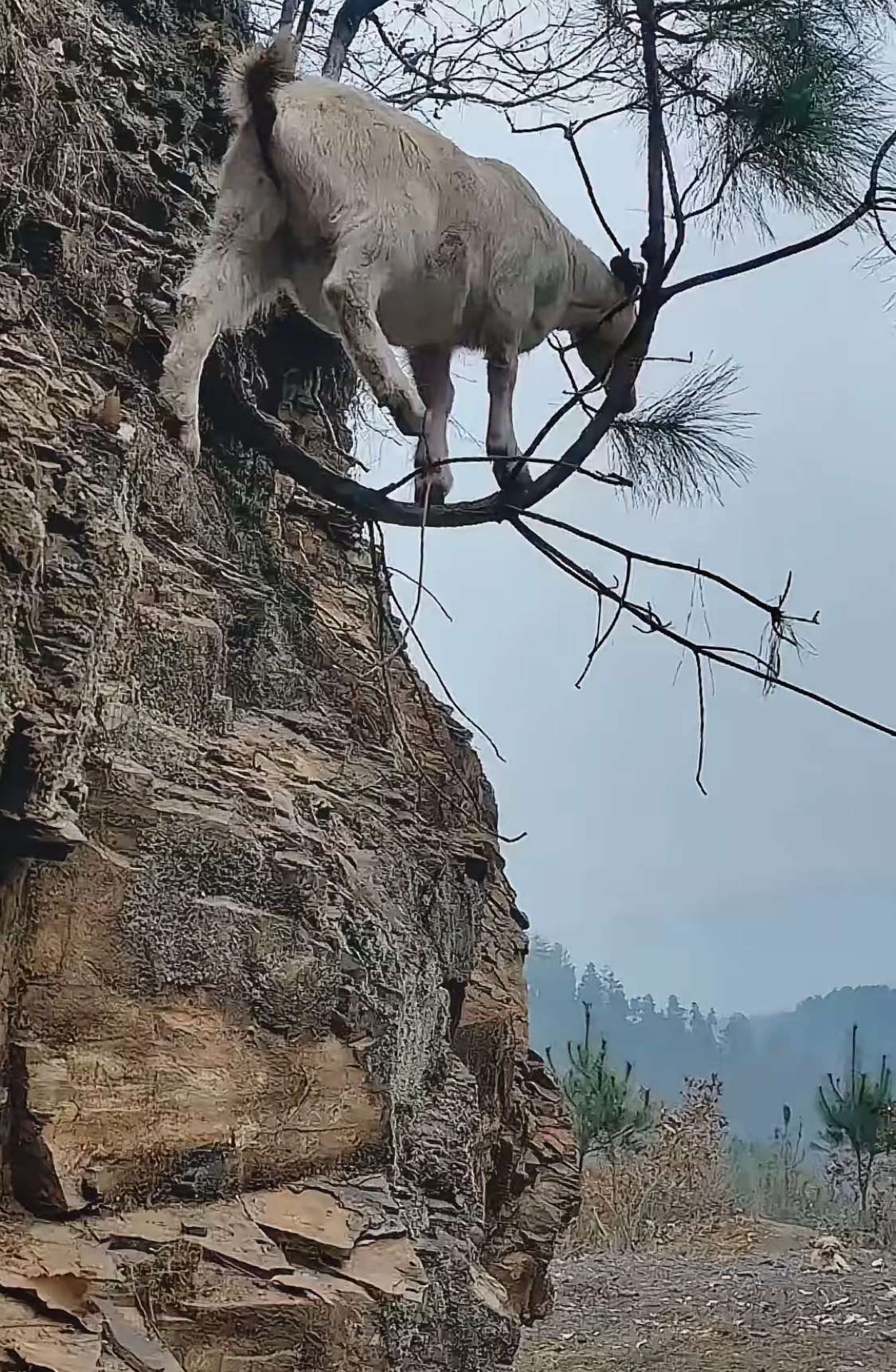 控生牛教，好事发生！