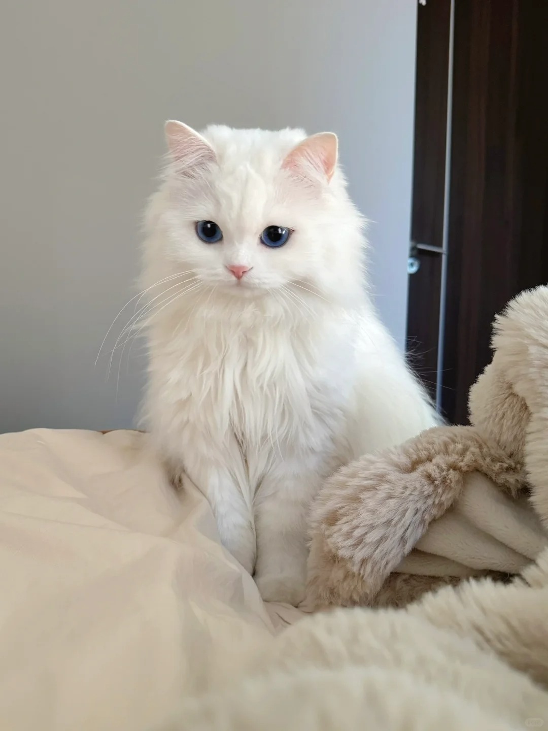 过年一个猫在家 委屈得要掉小珍珠了
🐱：小猫委屈，但小猫不会说
👩🏻：给小