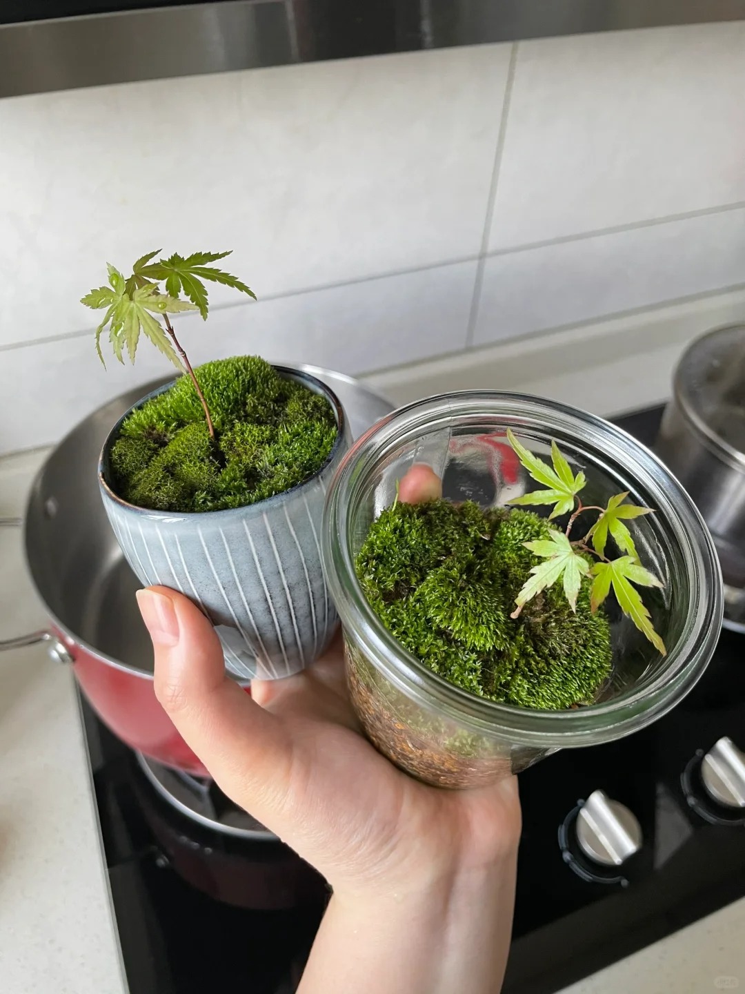 春天的枫树底下总能找到惊喜
每年春天枫树下就能挖到当年的苗，好好种就能变成微型小