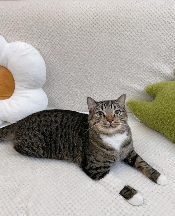 以为我家猫手折了....

哇晃眼一看吓薯我了！还以为饼饼手出问题了呢，结果它又