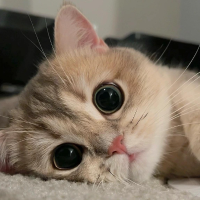 笑语盈盈暖心房