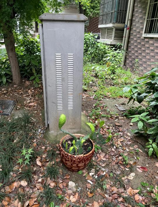 被遗弃的花草也别急着搬回家