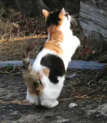 𝗖𝗮𝗹𝗶𝗰𝗼 𝗰𝗮𝘁三花猫 ​​​