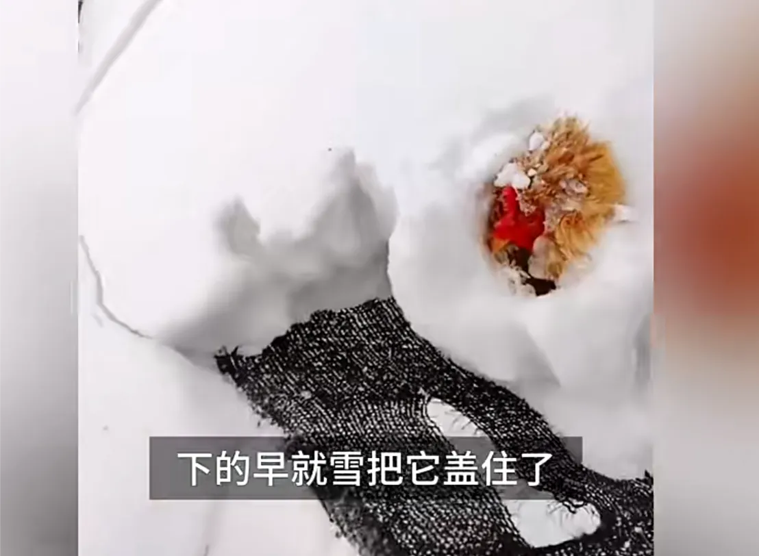 在湖北孝感，大雪过后，一位主人去捡鸡蛋，却意外发现自己的母鸡被大雪掩埋了3天，本