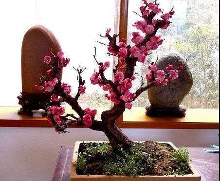 






“梅须逊雪三分白，雪却输梅一段香”，一枝盛开的梅花，便能让整个 充