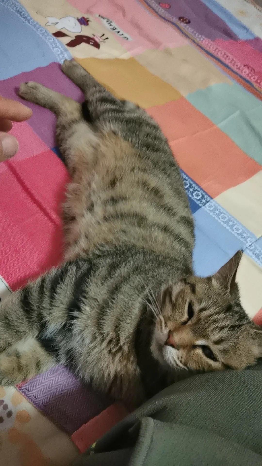 这俩猫的脾气不一样