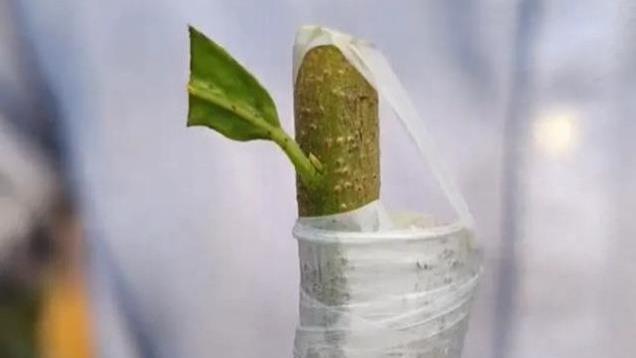 老鸦柿腹接简单易上手，只需四步，你也可以成为嫁接高手