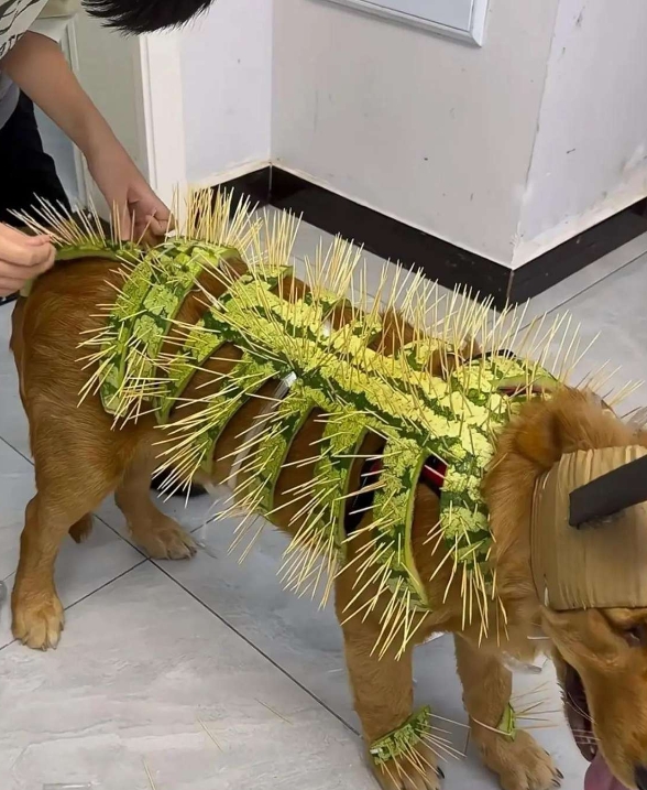 孩子说，为了防止自家的狗被楼下那只大白狗欺负，特别给自己的狗做了一套盔甲。
