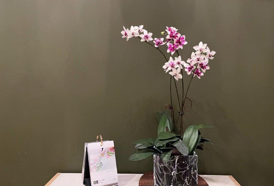 






蝴蝶兰别名又叫蝶兰，属于兰科植物，
蝴蝶兰喜欢阴凉环境，怕旱，不耐