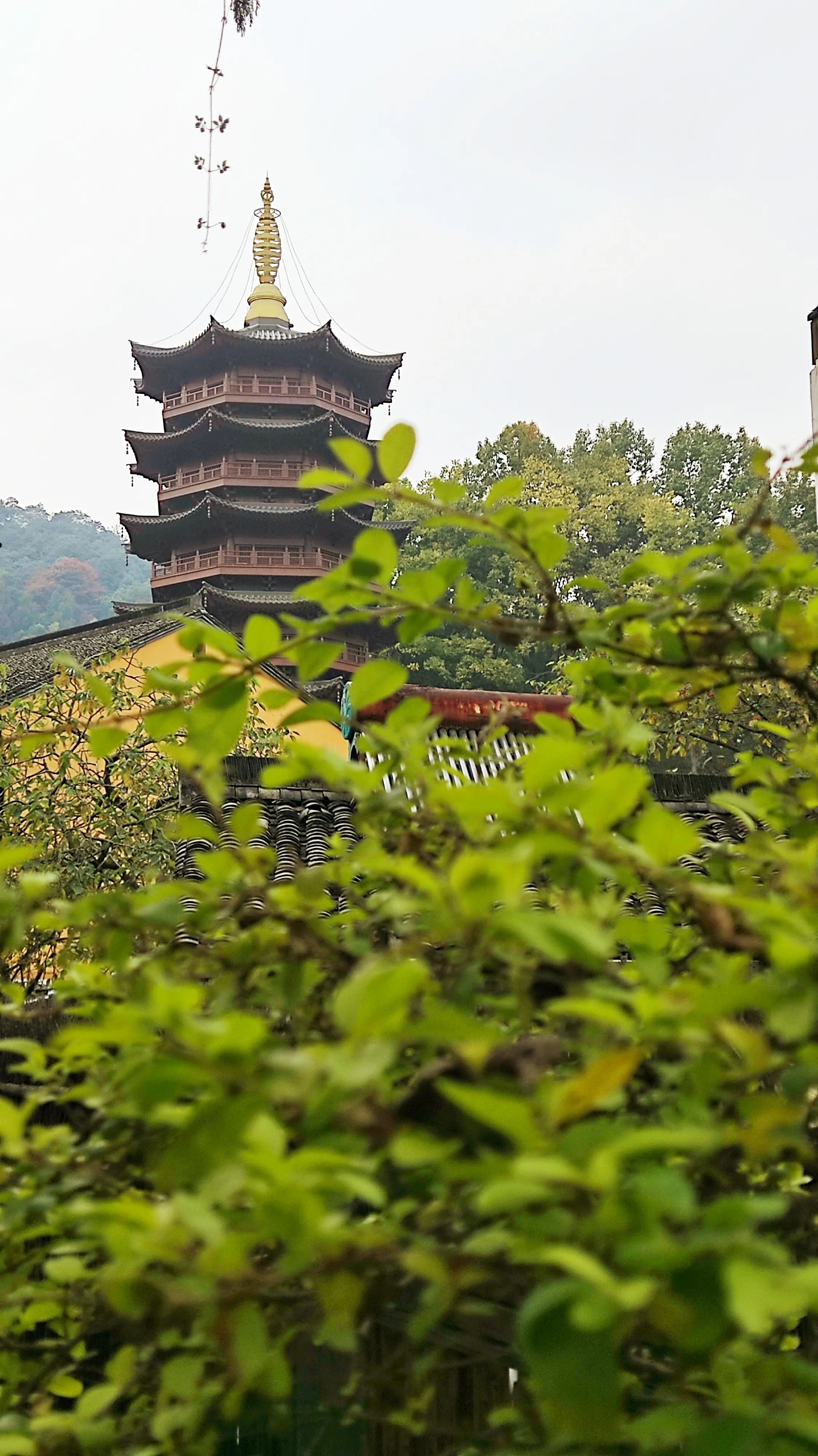 第一次在寺庙旁的茶室喝茶
