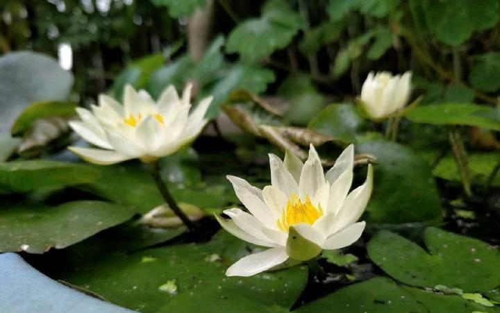 
微型睡莲“海尔芙拉”——有个小盆就能养的睡莲（花盆直径、高度大于15厘米即可）