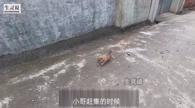 小哥赶集的时候，花30块钱从老大娘的手里买了一条刚满月的小土狗，大娘说，狗妈妈前