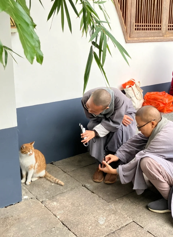 出家人也无法抵御猫咪的诱惑，这画面真的好有爱！