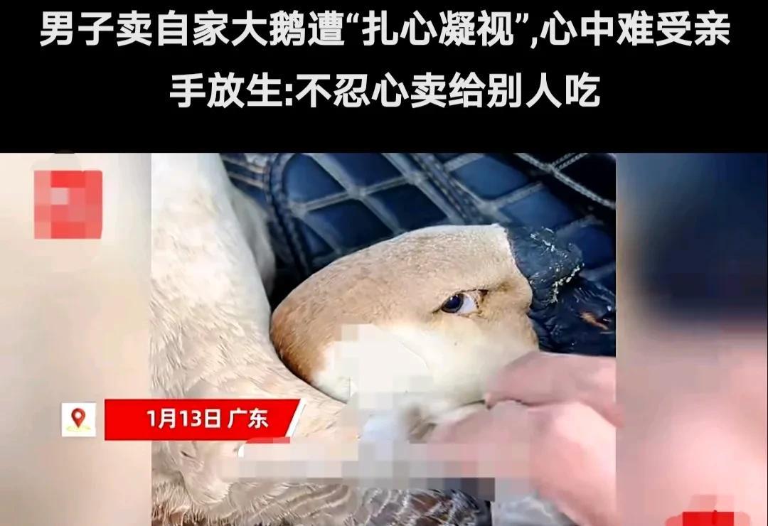 广东一男子想把自己喂养的，肥肥胖胖的大鹅卖掉。他将鹅抓起来五花大绑，装在箱子里，