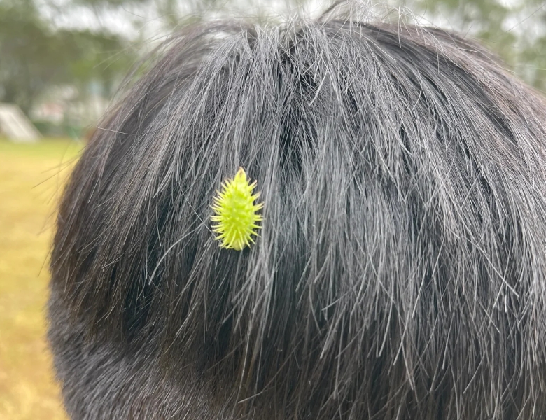 问问UC的网友们，你们那方言里这叫什么？或者根本就没见过？

我老家管这叫苣菉（