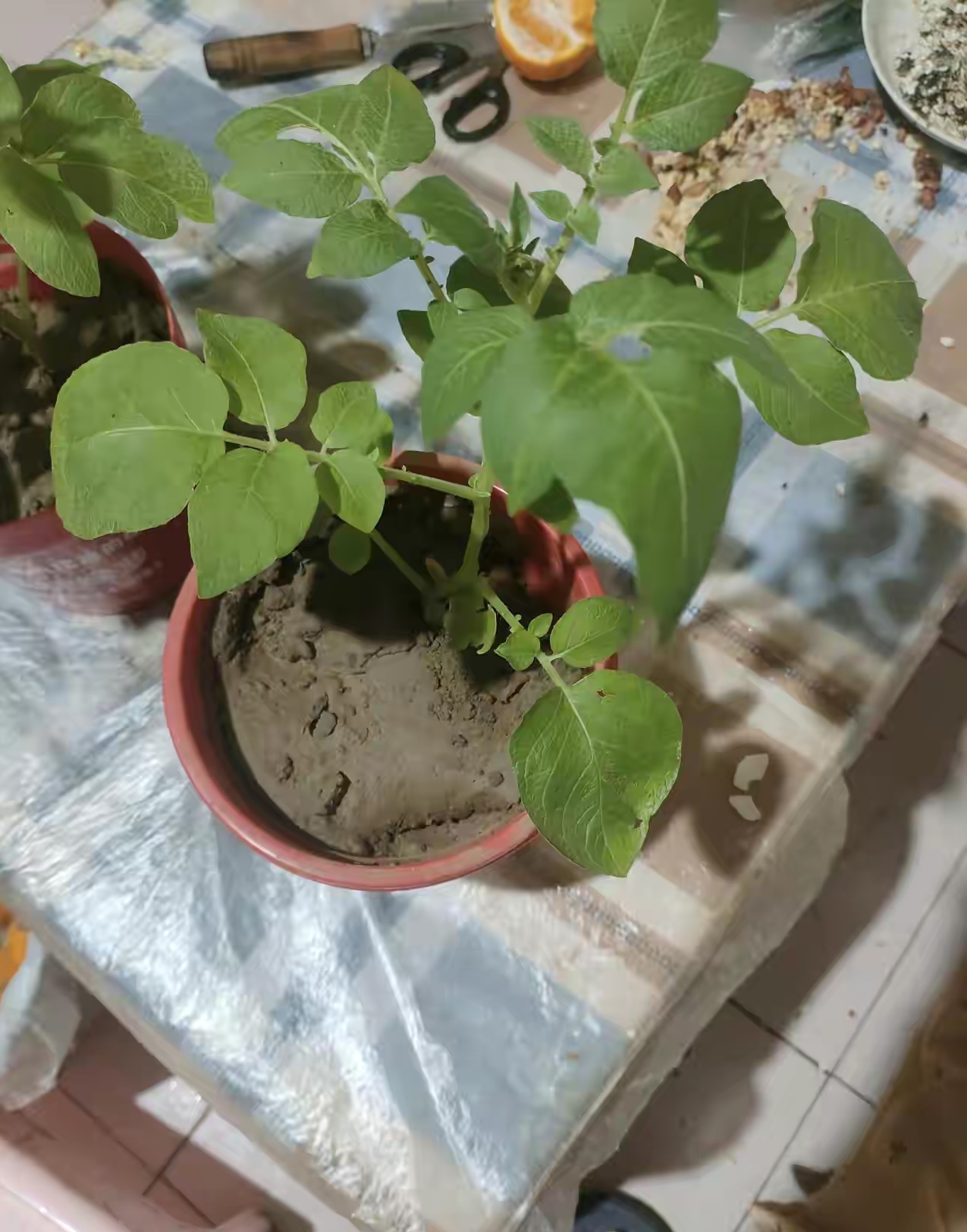 昨天出去散步时，在公园门口捡到六棵小苗。
回来给了小区门卫四棵，我留了二棵。到家