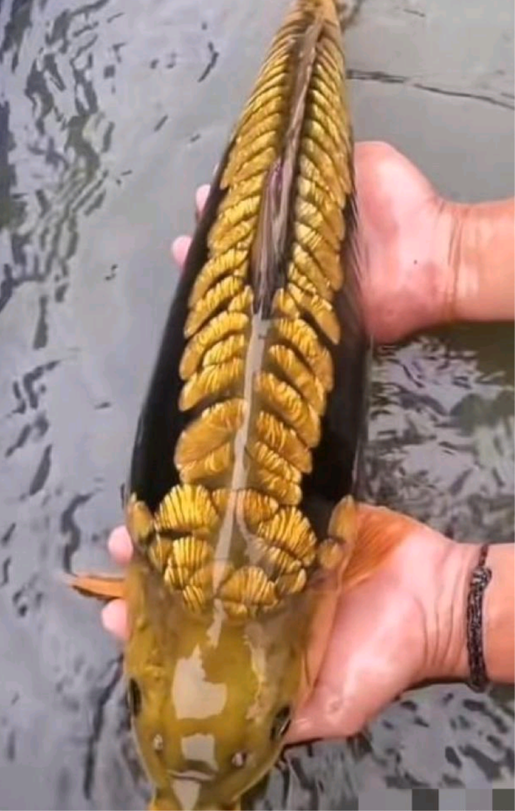 连我都佩服自己！竟然钓了这么大一条鲤鱼，太漂亮了，我最终还是选择了放生。
