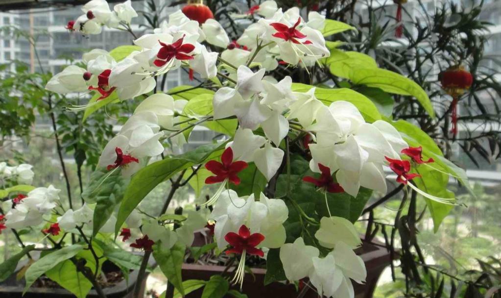龙吐珠是非常漂亮的观赏花卉，它的姿态优美，花形奇特，开花时深红色的花冠从白色的萼