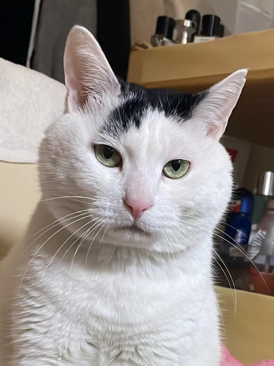 大脸盘子是男猫最好的嫁妆
遇到我这样的猫你就偷着乐吧