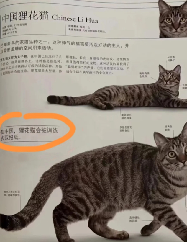 原来狸花猫这么厉害的吗？