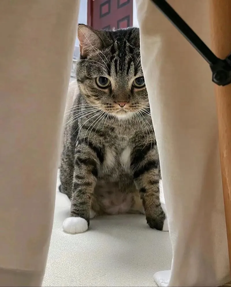 养猫的时候发现个问题，狸花猫好像是其他猫里面比较厉害强势的存在了，家里好几只猫狸