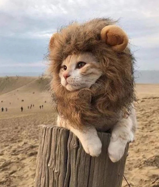 小猫咪带着狮子头套，像狮子一样霸气侧漏!

小猫咪带着狮子头套，假装很凶的样子发