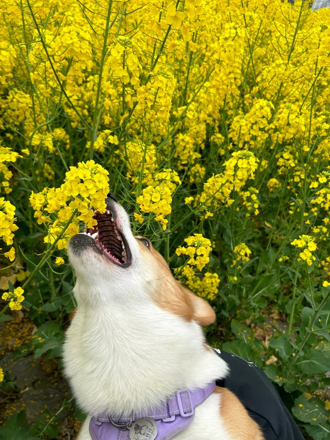 小狗一口就吃掉了整个春天🌼