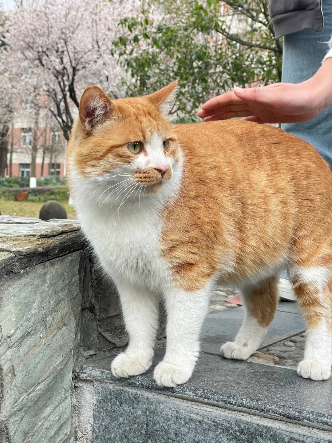 酸酸酸奶
春天和酸奶更配哦🌸🐈