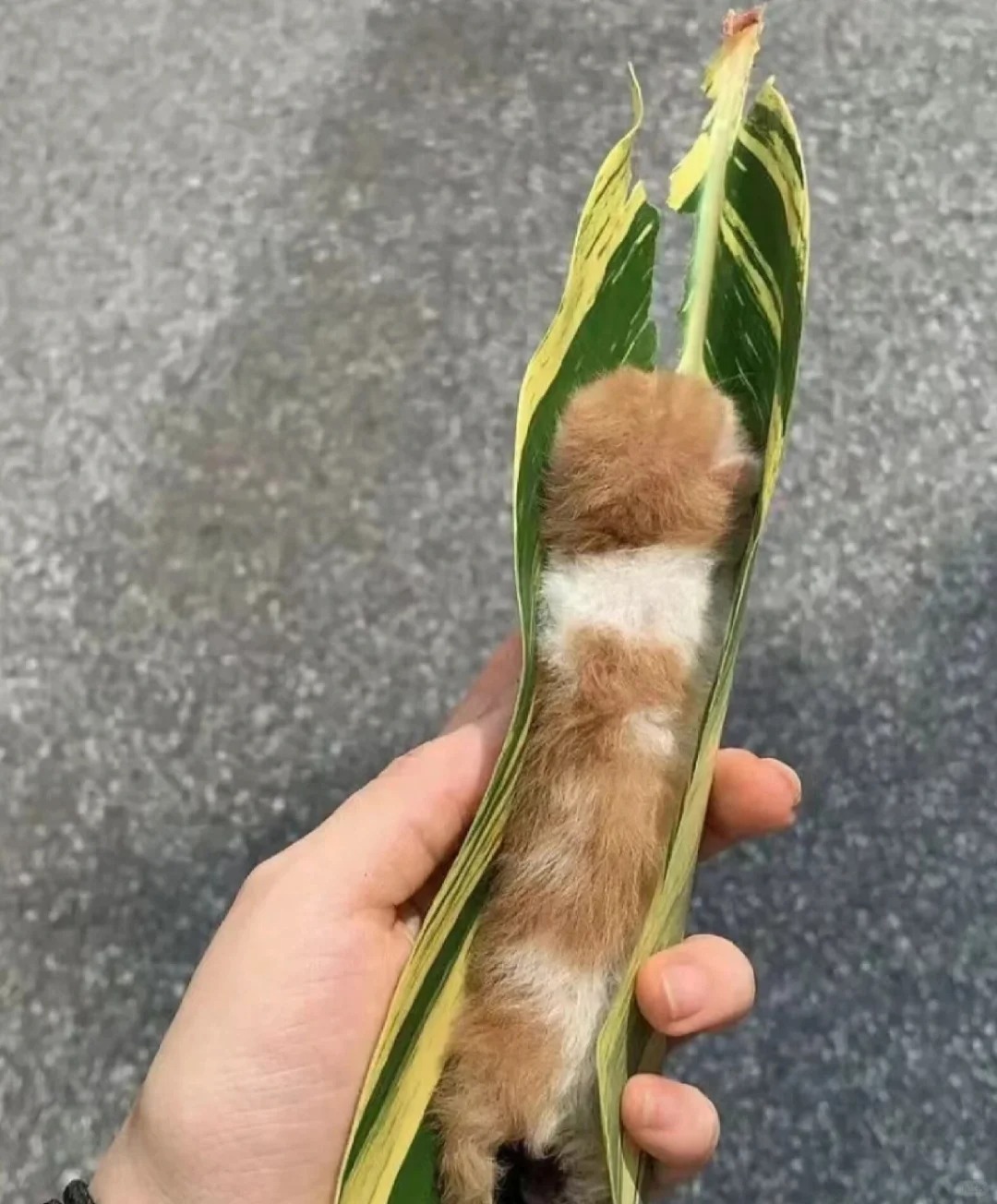 想要一个全是零元购的评论区
你家的小猫咪🐱都是怎么来的呢？
你们还记得它第一天