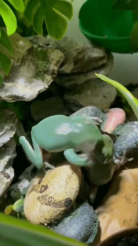 两只青蛙为了食物大打出手