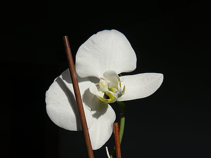 某人搓麻将成瘾，死在麻将桌上。殡葬时,儿子写了篇悼词：老爸，昨天你两眼还像二饼，