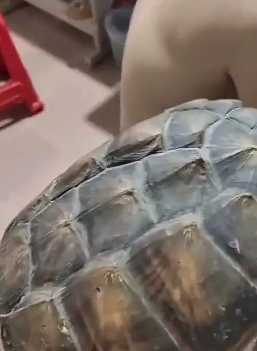 还是忘不了这几年的情意啦！