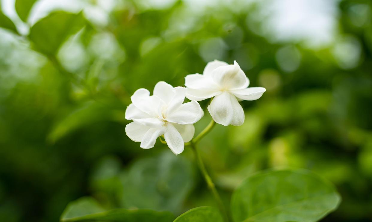 
茉莉花无论什么时候都不会过时，一直跻身于热销花排行榜，此时正值炎炎夏日，茉莉花