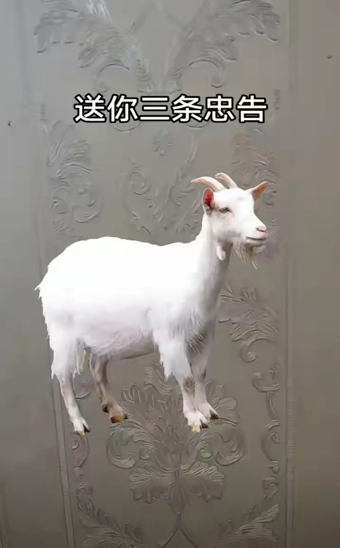 67 年的羊，送你三条忠告，一定要牢记，否则你会陷入万丈深渊