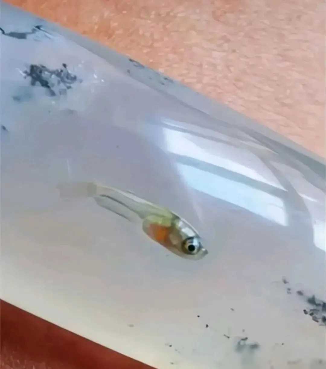 网友购买的玉镯，内藏一条活灵活现的小鱼，玉器店老板称此镯极为稀少，需经过千年地壳