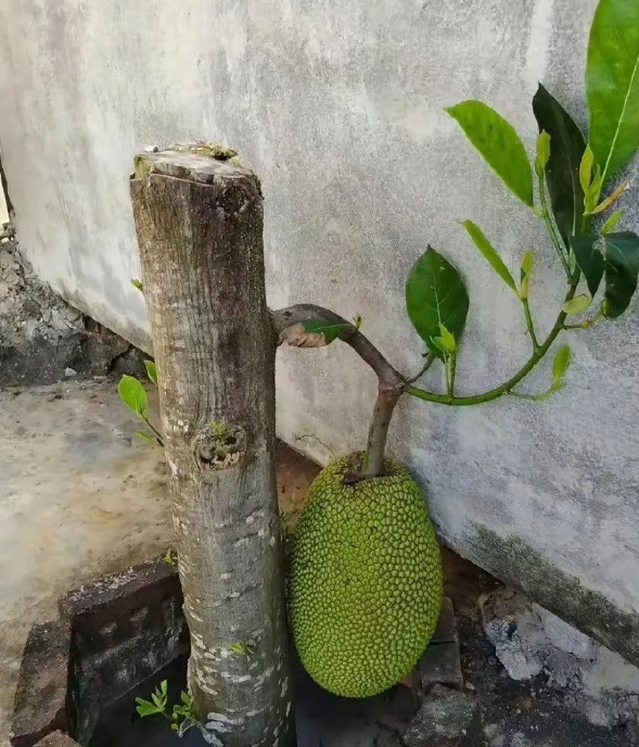 我家的这棵菠萝蜜，前两年一直都不挂果。去年我实在没办法，就把树杆砍了，没想到今年