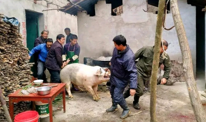 我的天呀！干点体力活还真的很难。
在农村过年，都讲究杀个年猪，亲属朋友都来美美的