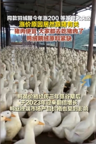 猪肉价格持续走低，因价格优势吸引了众多消费者，进一步影响到禽肉的市场需求，

随