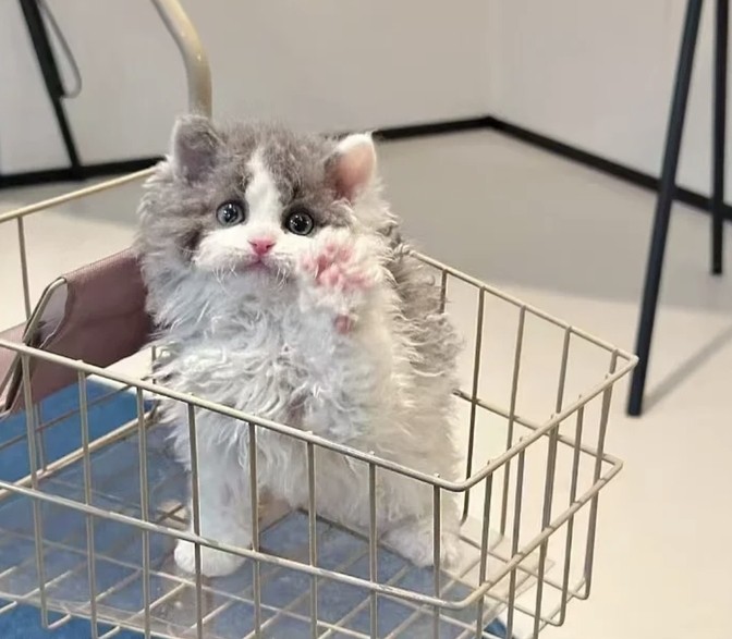 谁说猫奴生活不甜蜜？我的猫咪就是最甜的治愈系！
