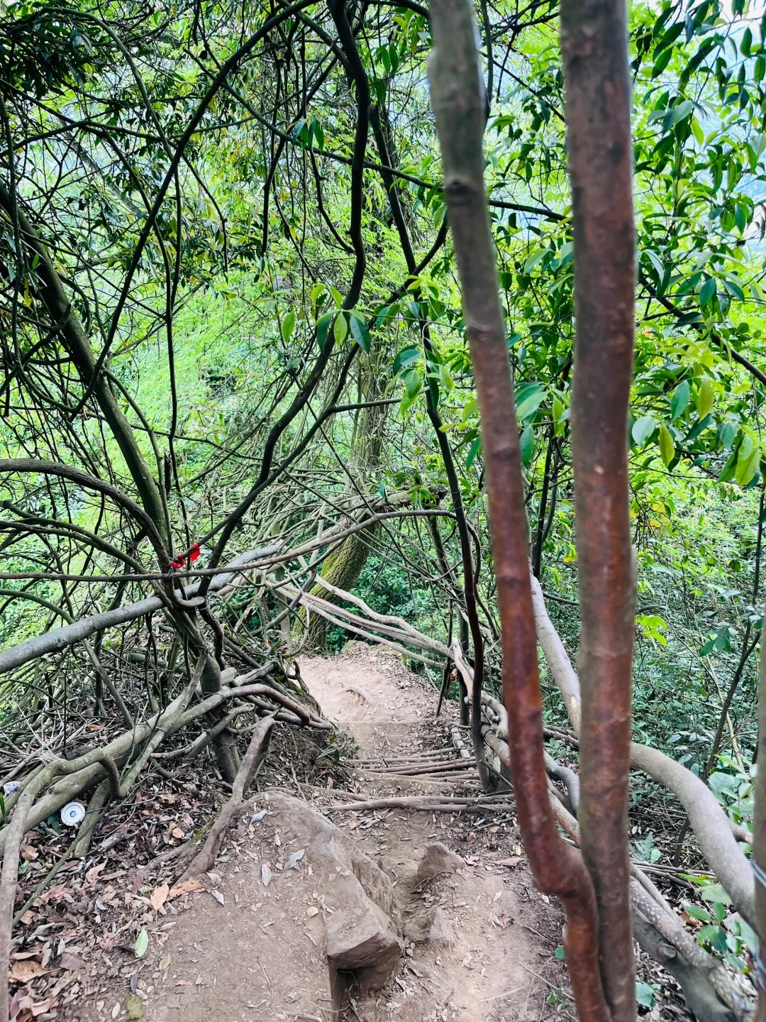 再也不会去狮子山了❗️
原本是看到小红薯推荐的狮子山徒步，还挺感兴趣的。昨天就跟