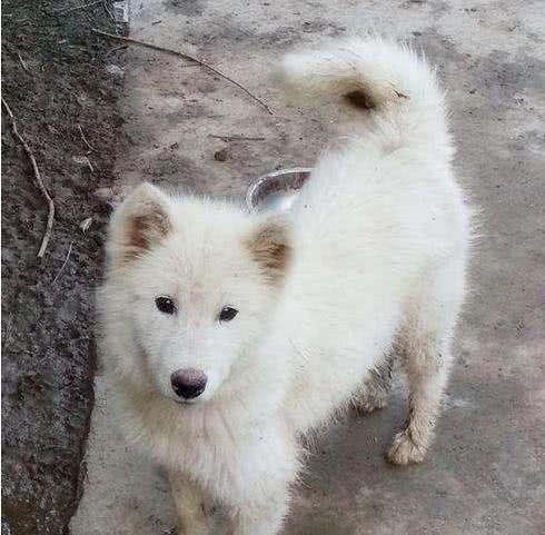 主人当场泪崩！