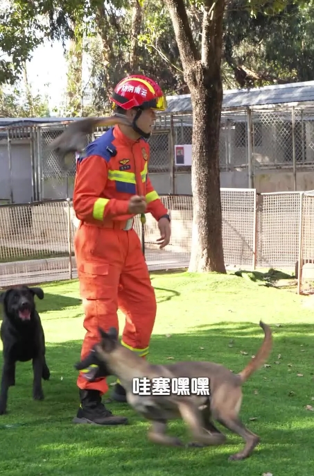 近日，中国救援云南搜救犬机动专业支队发出了一则不同寻常的领养公告，竟然是为未通过