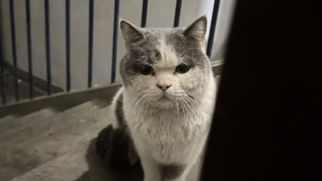 将救助的流浪猫领养了出去，结果猫咪才到新家一天就跑回来扒门