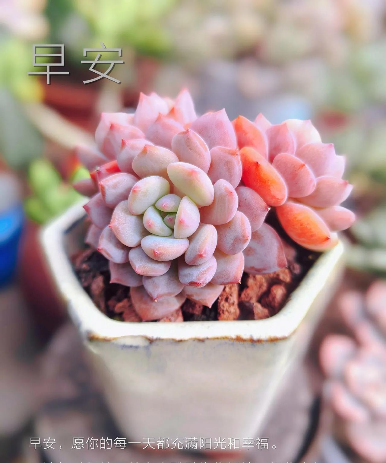 图一星星橙，这名字取的贴切，目前的状态，简直是可爱至极。
图二，苯巴蒂斯，开始包