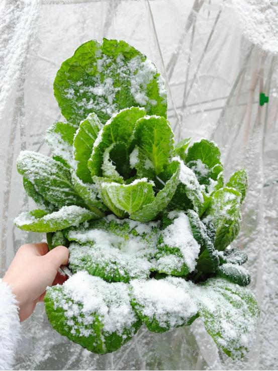 这5种“冬菜”下雪天都冻不死