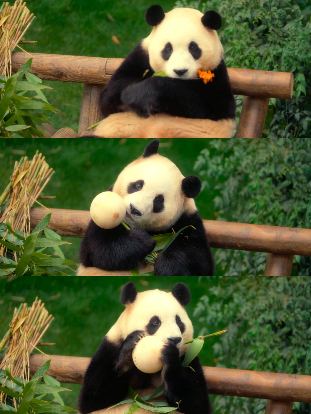 虽然但是，他们也确实没有亏待我们的大熊猫